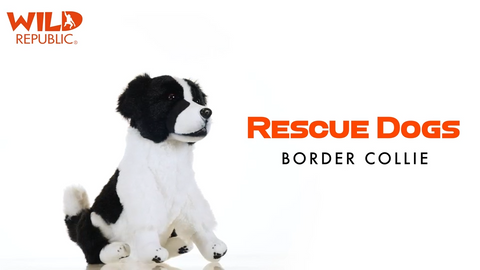 Wild Calls - Rescue Border Collie with Sound 5.5"