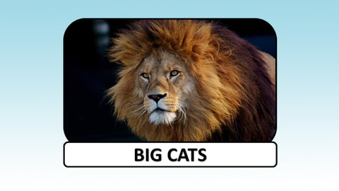 Digital Video Download - Cat Collection - Big Cats