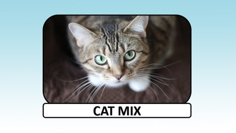 Digital Video Download - Cat Collection - Cat Mix