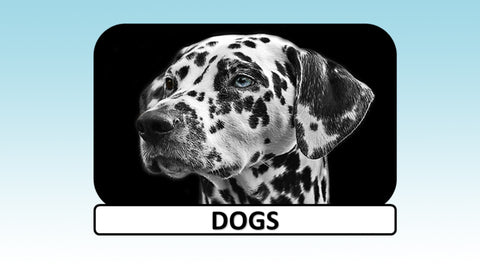 Digital Video Download - Dog Collection - Dogs