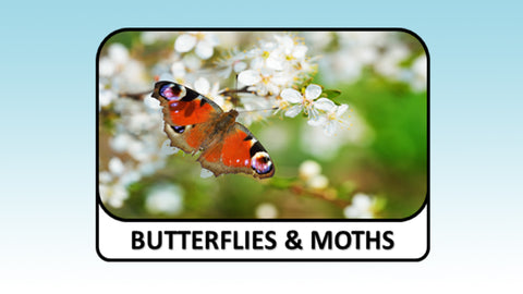 Digital Video Download - Spring Collection - Butterflies & Moths