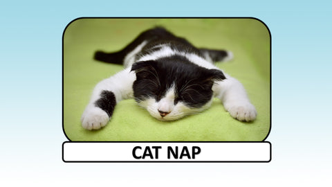 Digital Video Download - Cat Collection - Cat Nap