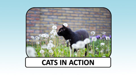 Digital Video Download - Cat Collection - Cats in Action