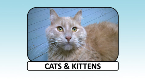 Digital Video Download - Cat Collection - Cats & Kittens