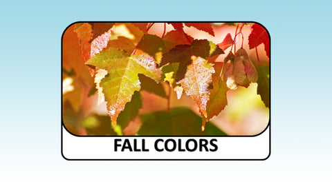 Digital Video Download - Autumn Collection - Fall Colors