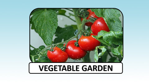 Digital Video Download - Farm Collection - Vegetable Garden