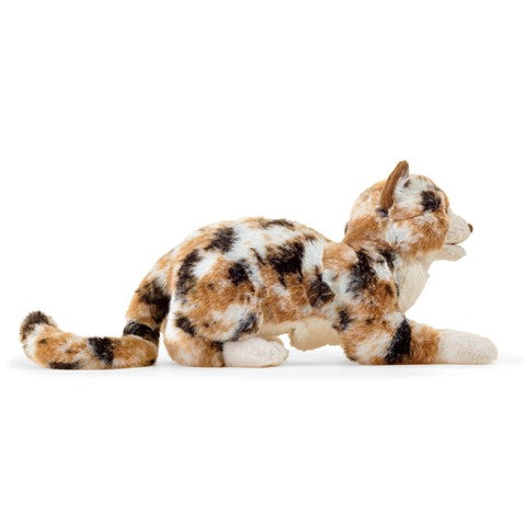 Calico Cat
