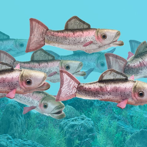 Rainbow Trout - Mini (Finger Puppet)
