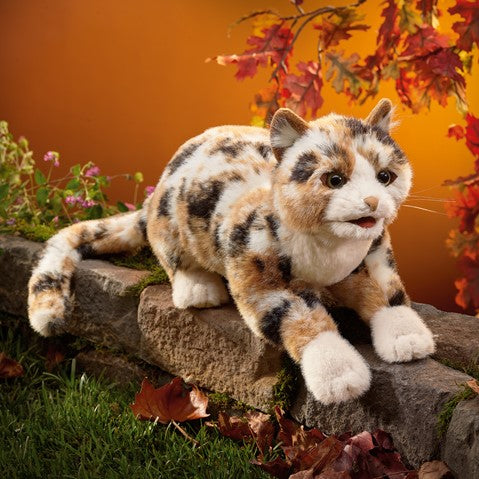 Calico Cat